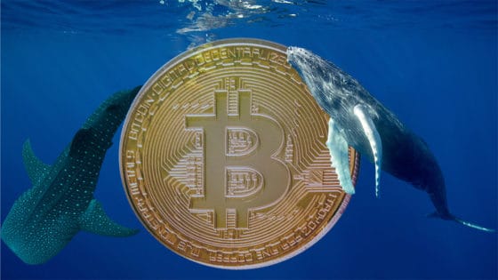 Mercados al día: bitcoin blindado por ballenas se recupera hasta los 18.000 dólares