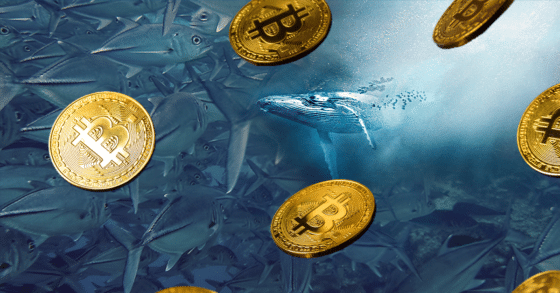 Las ballenas «mega ricas» de bitcoin son una especie en peligro de extinción